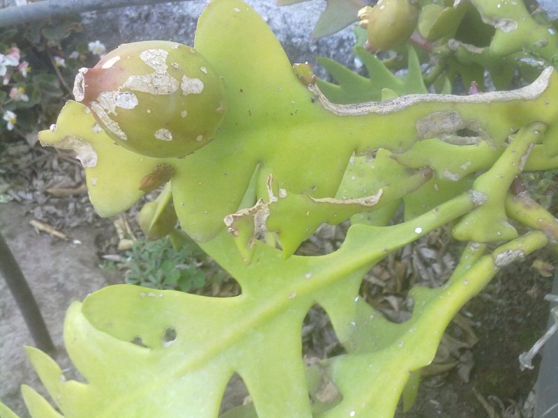 [Foto de planta, jardin, jardineria]