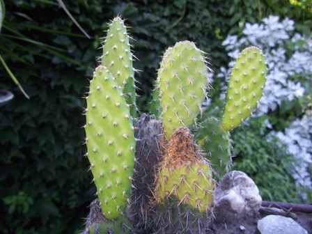 [Foto de planta, jardin, jardineria]