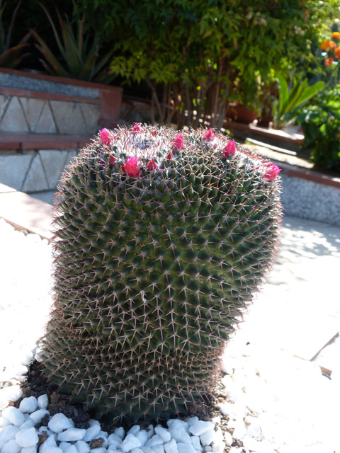 [Foto de planta, jardin, jardineria]