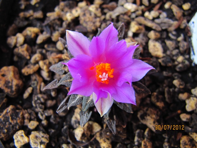 [Foto de planta, jardin, jardineria]