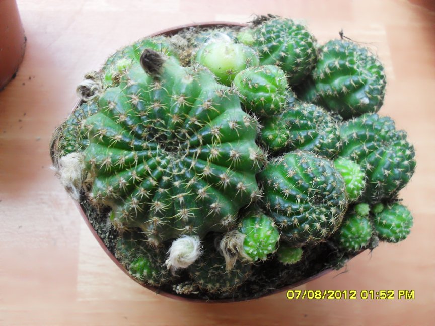 [Foto de planta, jardin, jardineria]