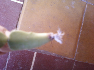 [Foto de planta, jardin, jardineria]