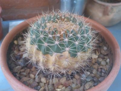 [Foto de planta, jardin, jardineria]