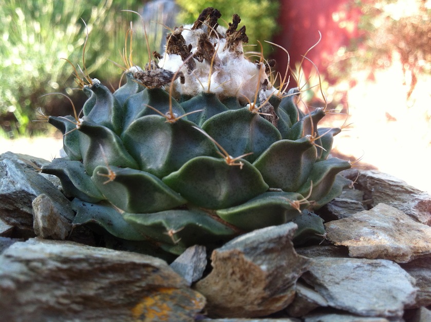 [Foto de planta, jardin, jardineria]