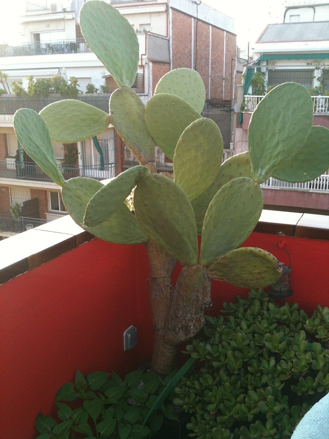 [Foto de planta, jardin, jardineria]
