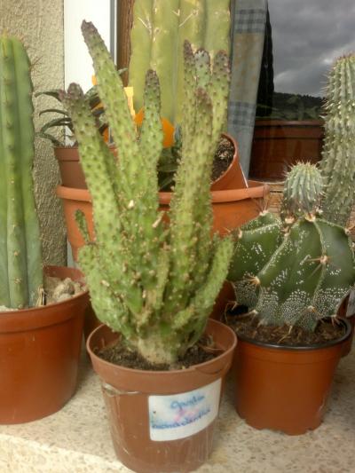 [Foto de planta, jardin, jardineria]
