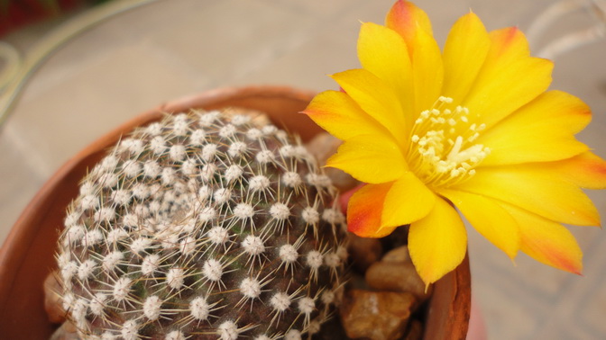 [Foto de planta, jardin, jardineria]