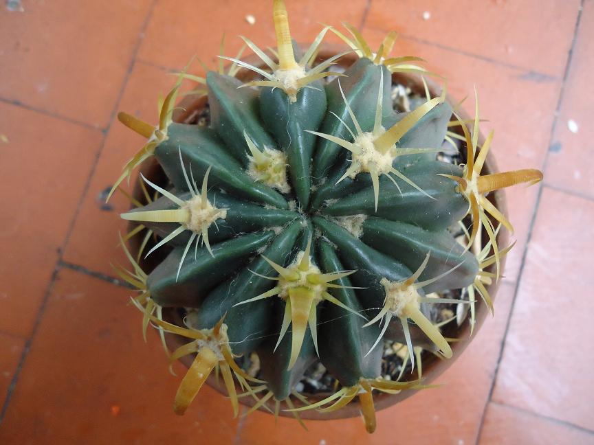 [Foto de planta, jardin, jardineria]