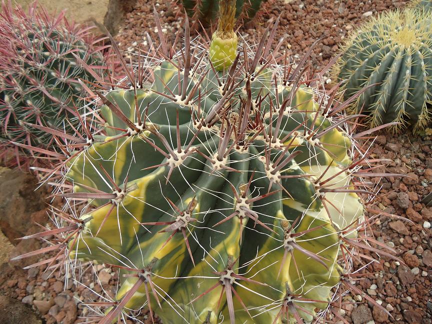 [Foto de planta, jardin, jardineria]