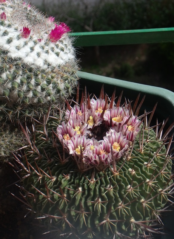[Foto de planta, jardin, jardineria]