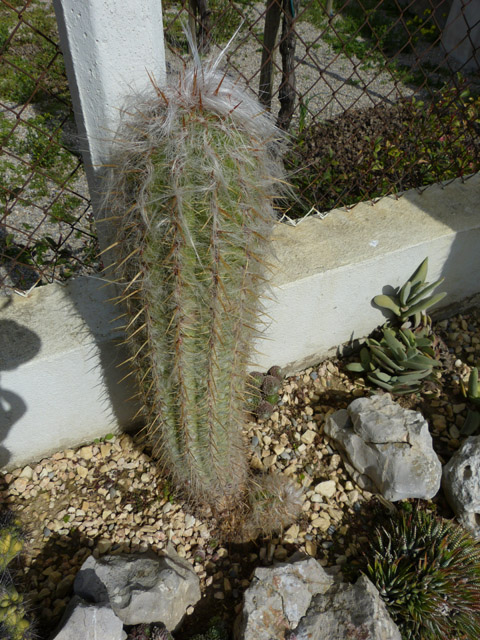 [Foto de planta, jardin, jardineria]