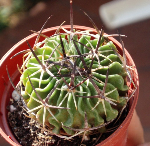 [Foto de planta, jardin, jardineria]