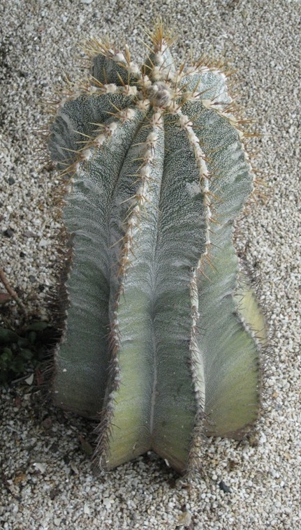 [Foto de planta, jardin, jardineria]