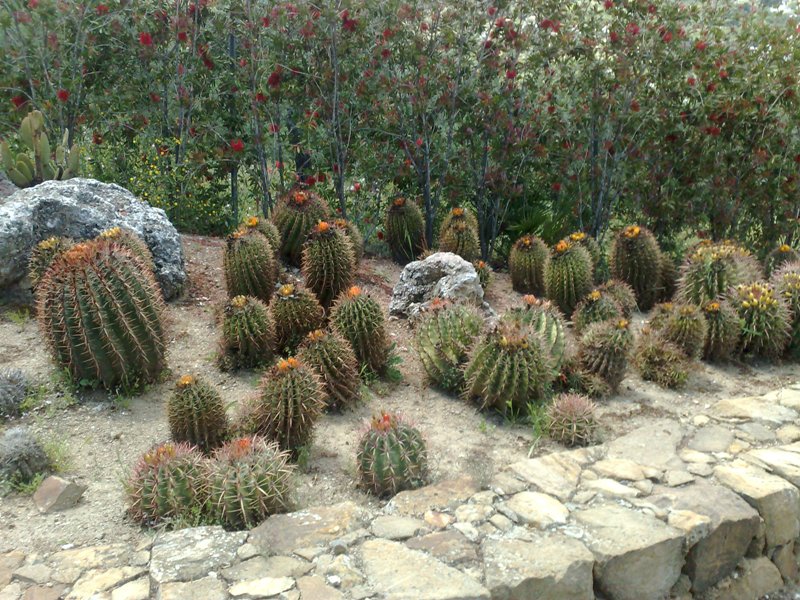 [Foto de planta, jardin, jardineria]