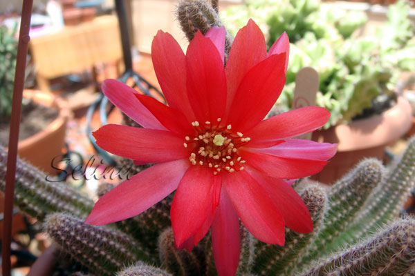 [Foto de planta, jardin, jardineria]