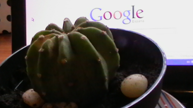 [Foto de planta, jardin, jardineria]