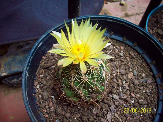 [Foto de planta, jardin, jardineria]