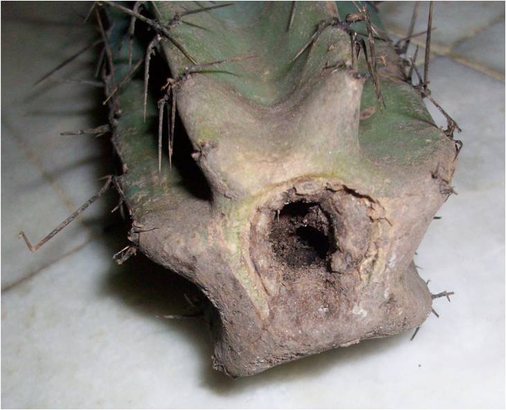 [Foto de planta, jardin, jardineria]