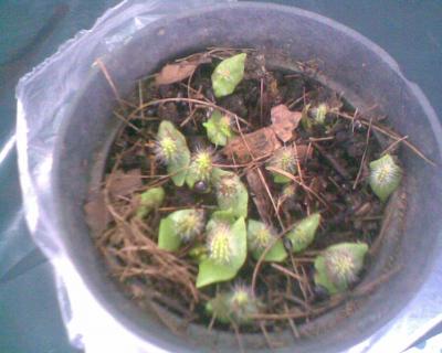 [Foto de planta, jardin, jardineria]