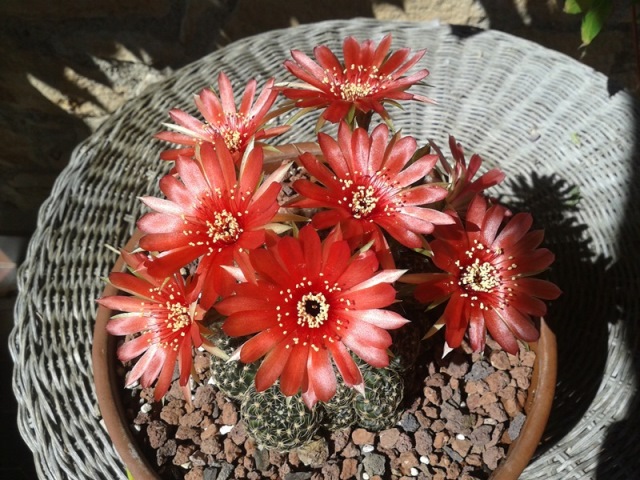 [Foto de planta, jardin, jardineria]