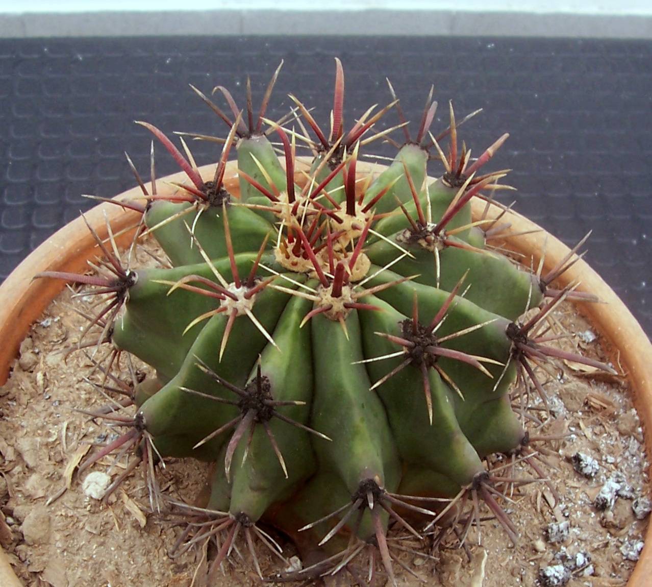 [Foto de planta, jardin, jardineria]