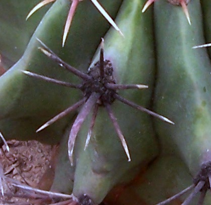 [Foto de planta, jardin, jardineria]