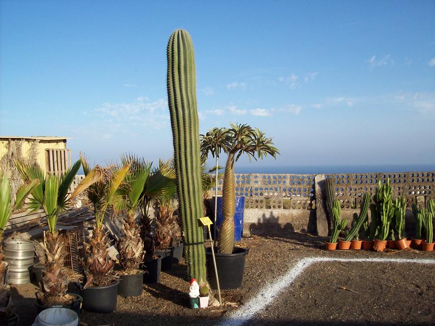 [Foto de planta, jardin, jardineria]