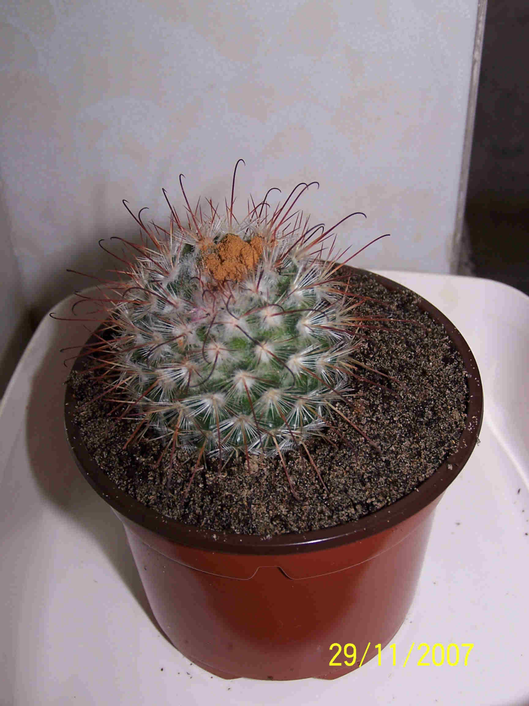 [Foto de planta, jardin, jardineria]