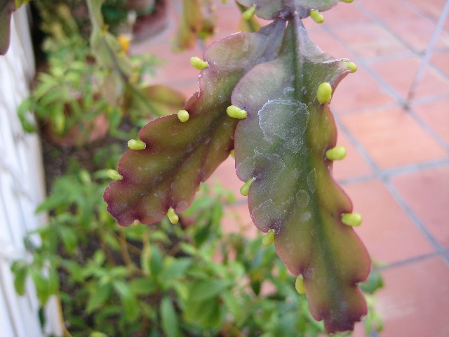 [Foto de planta, jardin, jardineria]