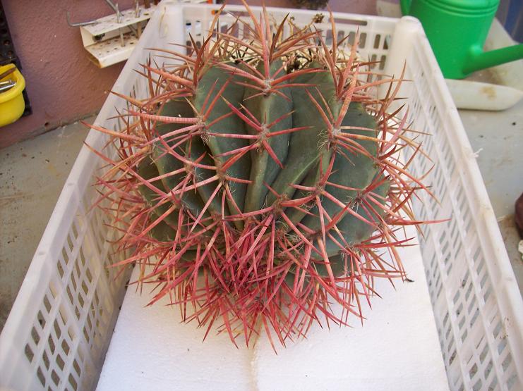 [Foto de planta, jardin, jardineria]