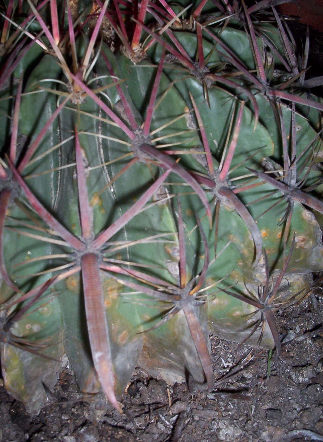 [Foto de planta, jardin, jardineria]