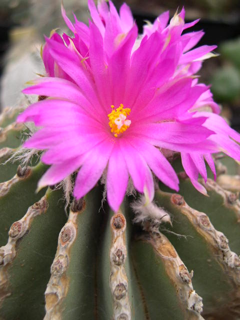 [Foto de planta, jardin, jardineria]