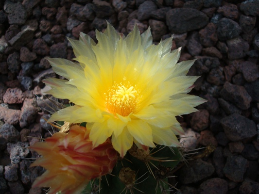 [Foto de planta, jardin, jardineria]