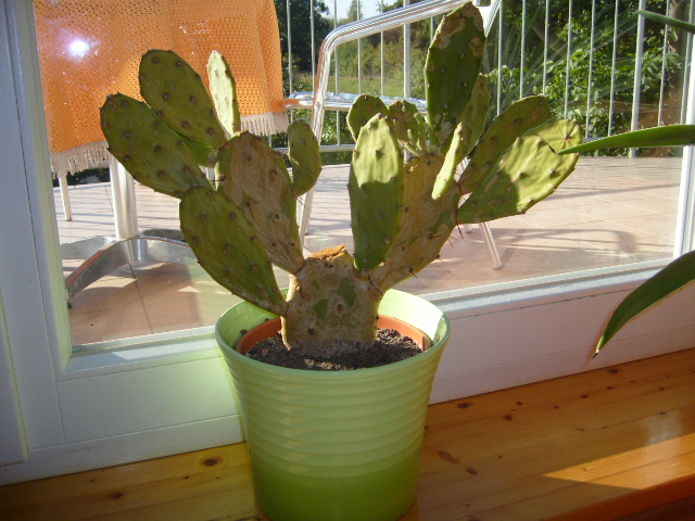 [Foto de planta, jardin, jardineria]