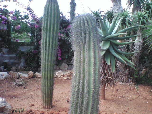 [Foto de planta, jardin, jardineria]