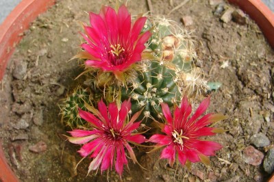 [Foto de planta, jardin, jardineria]
