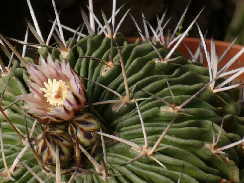 [Foto de planta, jardin, jardineria]