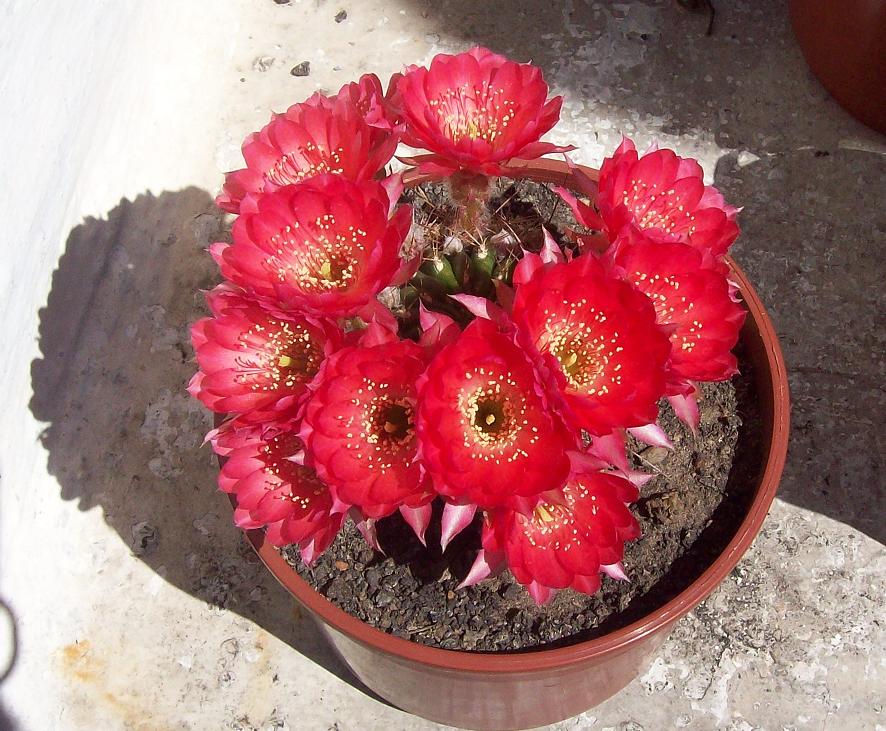 [Foto de planta, jardin, jardineria]