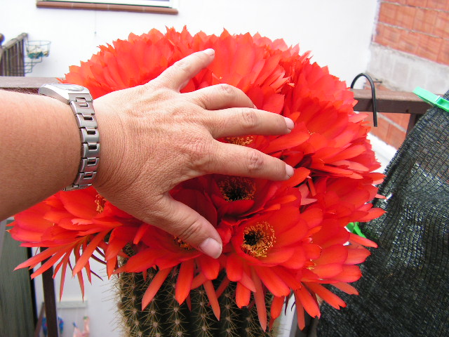 [Foto de planta, jardin, jardineria]