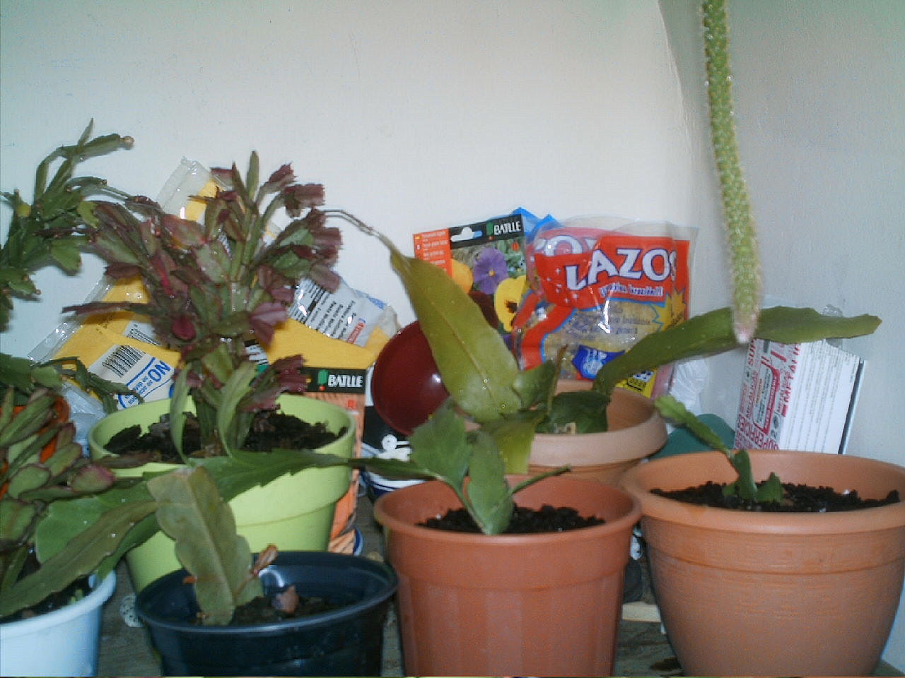 [Foto de planta, jardin, jardineria]
