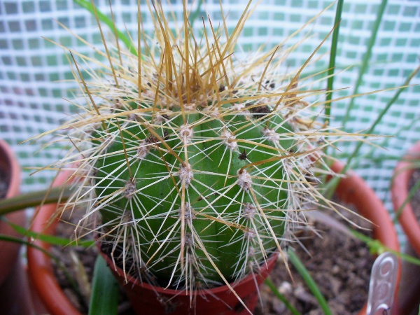 [Foto de planta, jardin, jardineria]