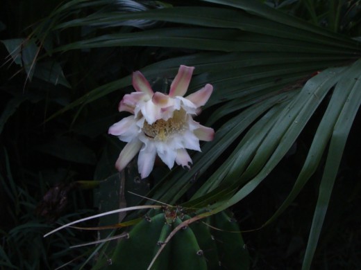 [Foto de planta, jardin, jardineria]