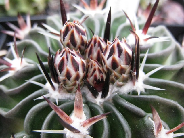 [Foto de planta, jardin, jardineria]