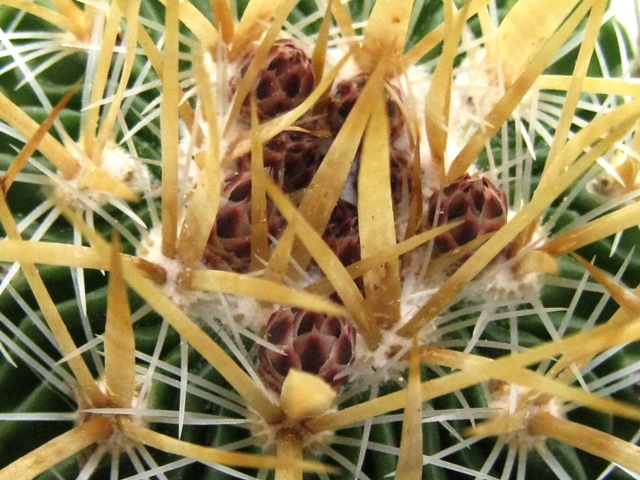 [Foto de planta, jardin, jardineria]