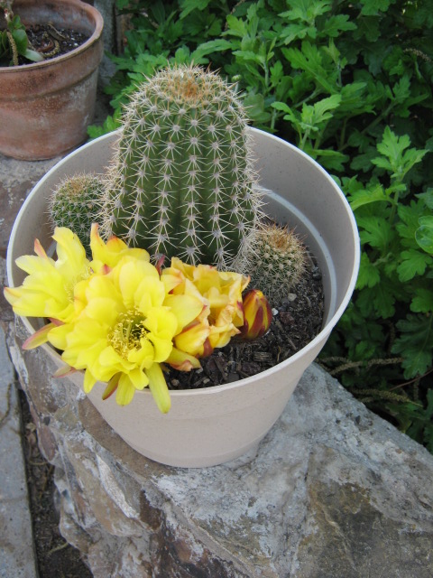 [Foto de planta, jardin, jardineria]