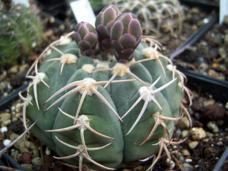 [Foto de planta, jardin, jardineria]