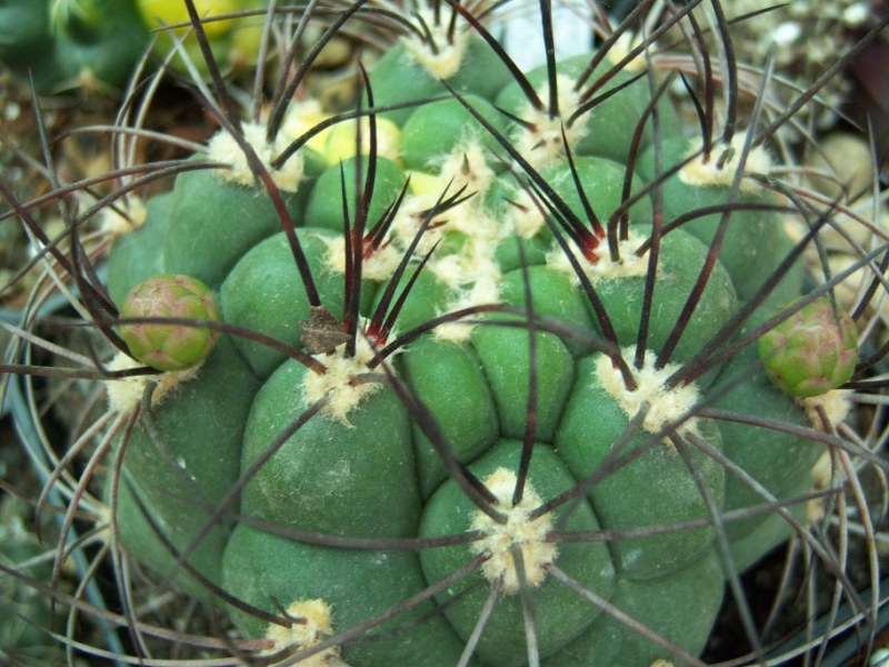 [Foto de planta, jardin, jardineria]