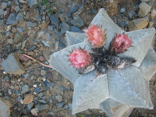 [Foto de planta, jardin, jardineria]