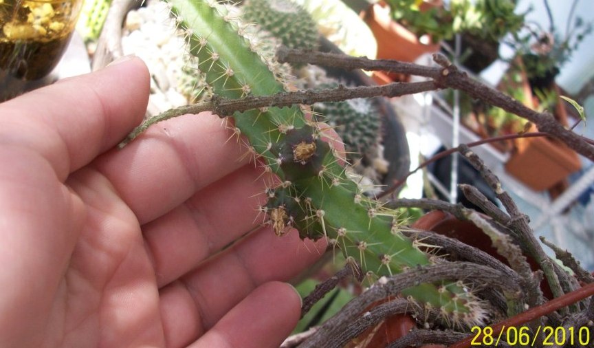 [Foto de planta, jardin, jardineria]