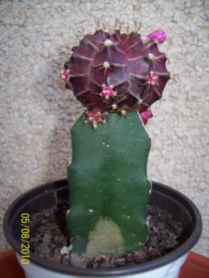[Foto de planta, jardin, jardineria]
